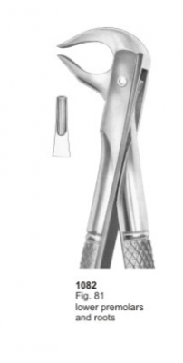  Fig. 81 lower premolars and roots 